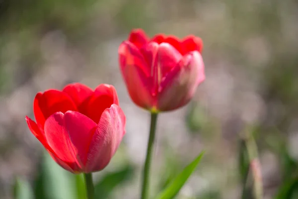 Duas tulipas vermelhas no parque na primavera em dia ensolarado — Fotografia de Stock