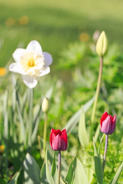 Deux tulipes rouges dans le parc au printemps par temps ensoleillé — Photo