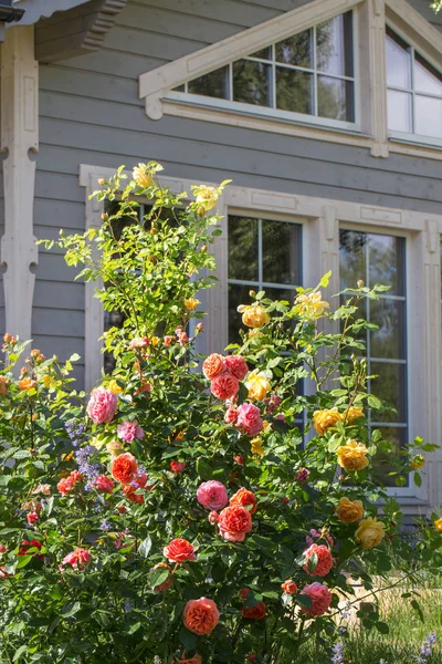 Roses and herb garden outside a country house