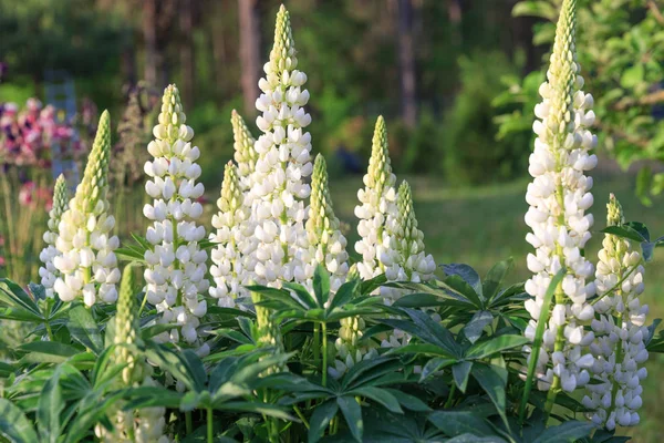 Bir sürü beyaz lupines alan. Bir ahşap evin arka plan üzerinde rustik Bahçe — Stok fotoğraf