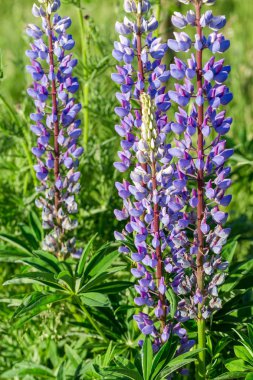 Menekşe lupines alan çok. Bir ahşap evin arka plan üzerinde rustik Bahçe