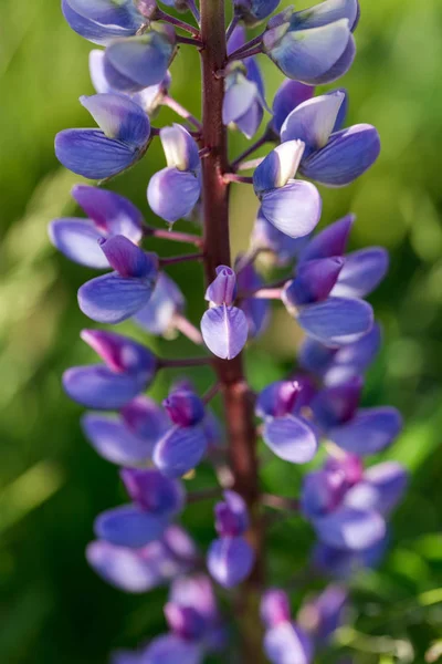 Menekşe lupines alan çok. Bir ahşap evin arka plan üzerinde rustik Bahçe — Stok fotoğraf