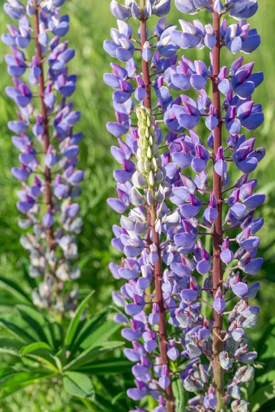 A lot of violet lupines field. Rustic garden on the background of a wooden house — Stock Photo, Image