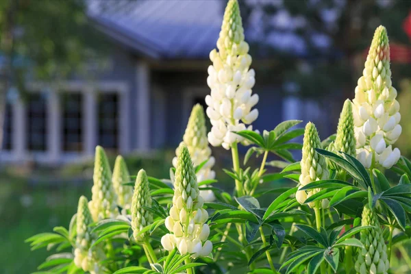 En massa vita lupiner fältet. Rustik trädgård på bakgrunden av ett trähus — Stockfoto