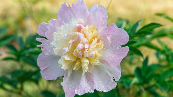粉红色牡丹花头在花园里绿色 — 图库照片