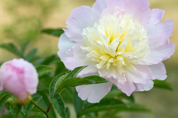 Ροζ παιωνία λουλούδι κεφάλι στον κήπο με το πράσινο — Φωτογραφία Αρχείου