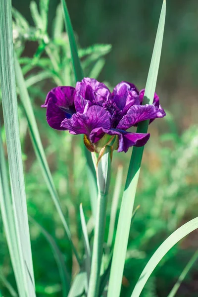 Iris siberiano púrpura flor con plantas, sibirica irlandesa —  Fotos de Stock