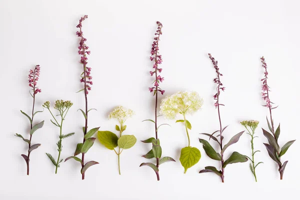 Sada krásných divoké květy orchidejí, izolované na bílém — Stock fotografie