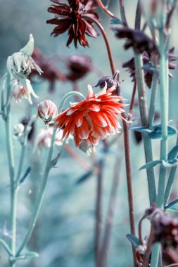 Yabani çiçeklerle dolu güzel bir çayır. Bahar ya da yaz çiçekleri kapanıyor. Sağlık hizmeti konsepti. Kırsal alan.