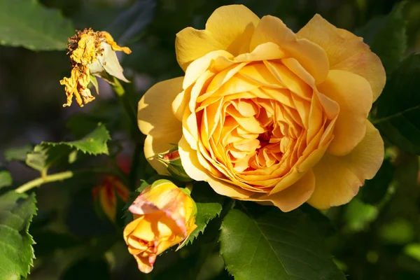 Blooming yellow rose in the garden on a sunny day. David Austin Rose Golden Celebration — Stock Photo, Image