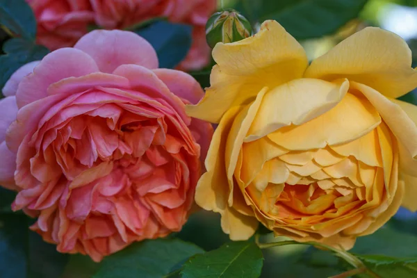 Rosa amarilla floreciente en el jardín en un día soleado . — Foto de Stock