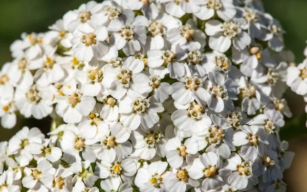 Ortak civanperçemi, Achillea millefolium çiçekli bitki izole