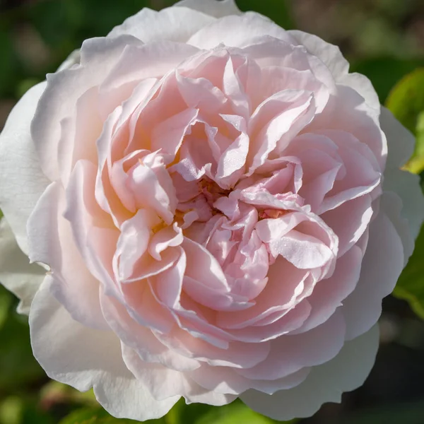 Fioritura rosa in giardino in una giornata di sole. Rosa gentile Hermione . — Foto Stock