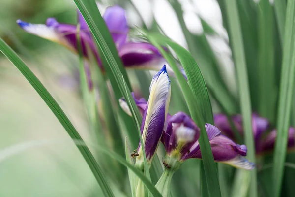 Fiore di iris siberiana viola con piante, sibirica irlandese — Foto Stock