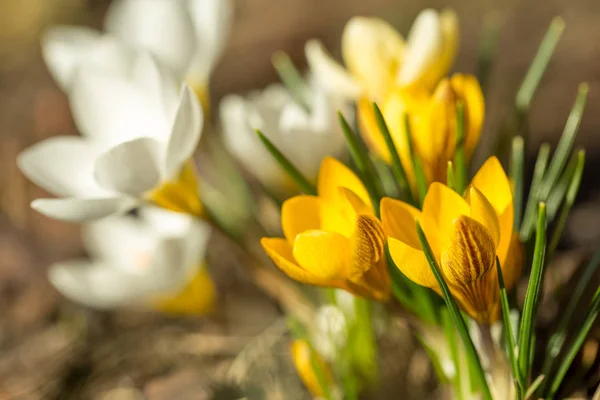 Imagen de primavera con colorido violeta violeta amarillo hermosas cruces frescas en la noche —  Fotos de Stock