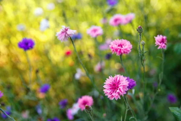 Beautiful meadow field with wild flowers. Spring Wildflowers closeup. Health care concept. Rural field. Alternative medicine. Environment — Stock Photo, Image