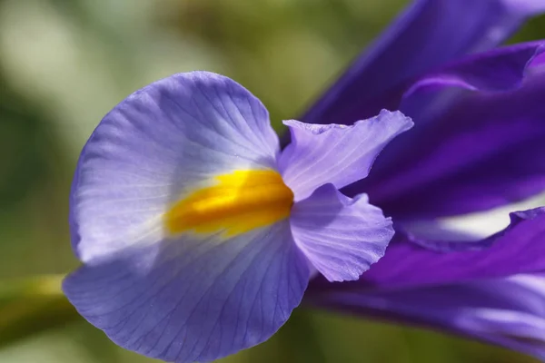 Close up photograph of delicate and fragile Purple Iris showing fine detail and vibrant colours. — Stock Photo, Image