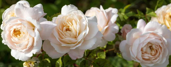 盛开的玫瑰花园里阳光明媚的日子。大卫 · 奥斯汀玫瑰番红花玫瑰 — 图库照片