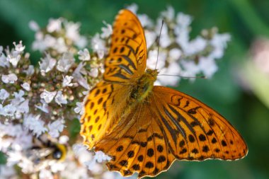 Gümüş yıkanmış fritillary. Argynnis paphia, turuncu kelebek kekik veya nane çiçek üzerinde