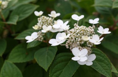 Panicled ortanca ortanca paniculata bahçesinde, Letonya