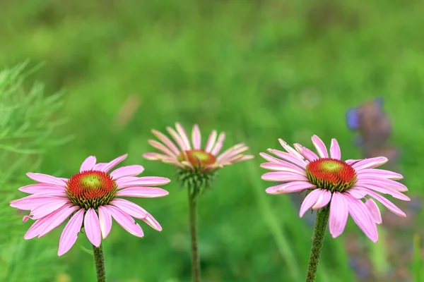 Purple coneflower, Echinacea purpurea, blossom, Latvia, Europe — Stock Photo, Image