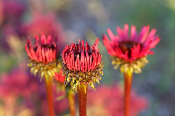 Echinacea purpurea Fatal Attraction growing in a flower border — Stock Photo, Image