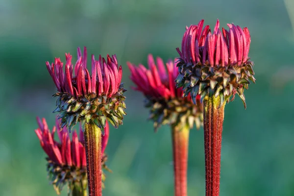 Echinacea purpurea Fatal Attraction growing in a flower border — Stock Photo, Image