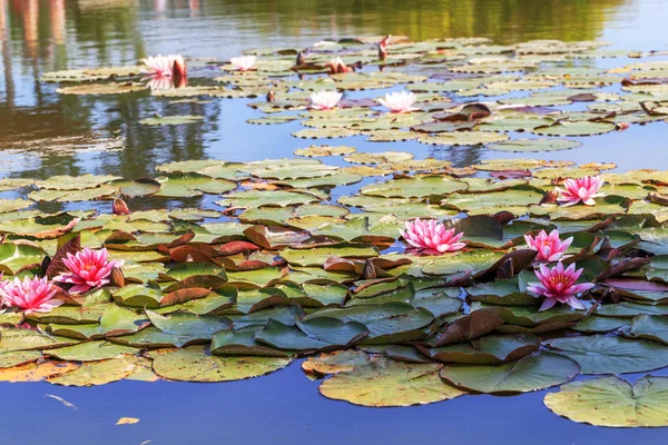 Nénuphar dans l'étang de jardin sur une journée ensoleillée d'été — Photo