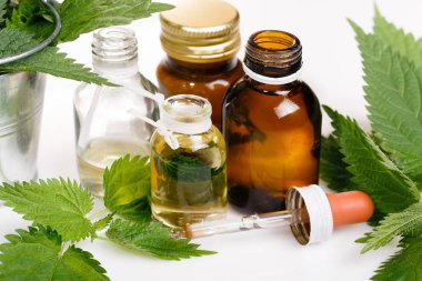 Yaygın ya da İğneli Nettle, Urtica dioica, küçük bitki makrosu, seçici odak, sığ DOF.