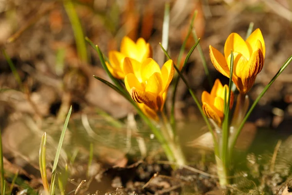 Imagen de primavera con colorido violeta violeta amarillo hermosas cruces frescas en la noche —  Fotos de Stock