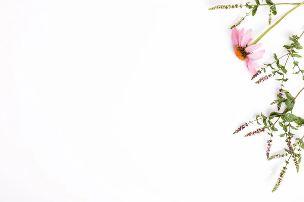 Echinacea, Yarrow, medicinal herbs background, flat lay, top view — Stock Photo, Image