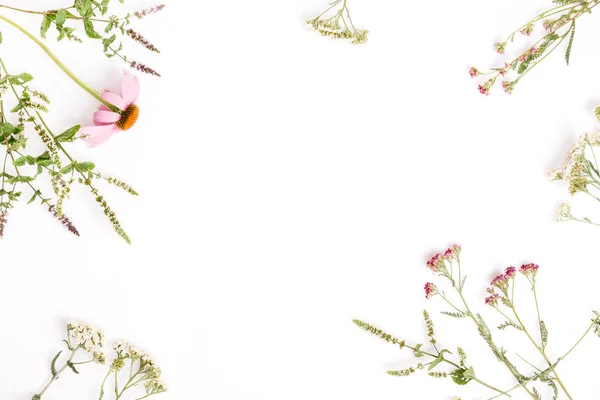 Echinacea, 톱 풀, 약초 배경, 평평 하다, 상위 보기 — 스톡 사진