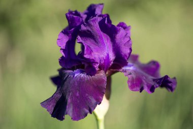 Sığ bir alan derinliği kullanarak mor menekşe kadife sakallı iris bir çekim