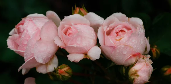 在阳光明媚的日子里，花园里盛开的粉红色玫瑰。玫瑰旗. — 图库照片
