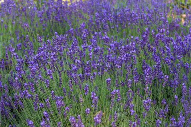 Gün batımında lavanta çalıları kapanır. Mor lavanta çiçeklerinin üzerinde gün batımı ışıldıyor.