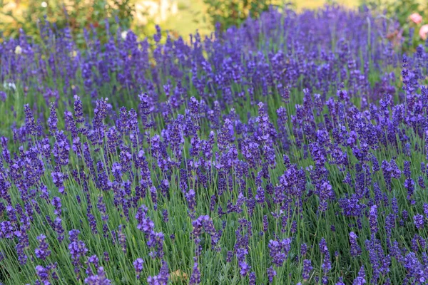 日没にラベンダーの茂みが閉じます。ラベンダーの紫色の花に沈む夕日. — ストック写真