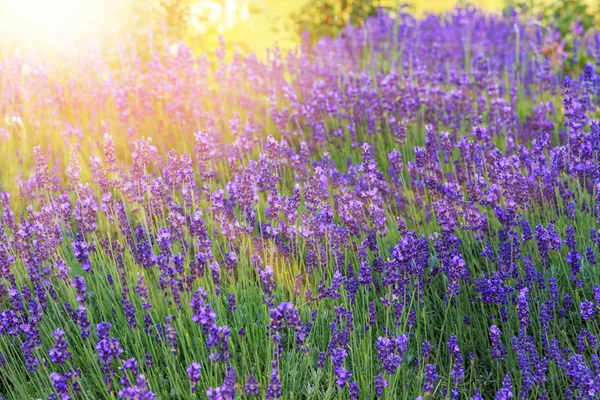 日没にラベンダーの茂みが閉じます。ラベンダーの紫色の花に沈む夕日. — ストック写真