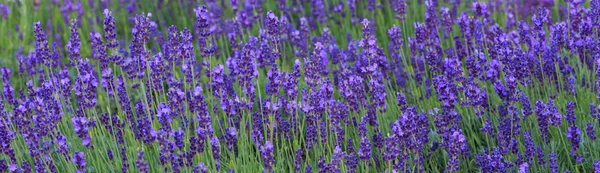 Arbustos de lavanda primer plano al atardecer. El atardecer brilla sobre las flores púrpuras de lavanda. —  Fotos de Stock