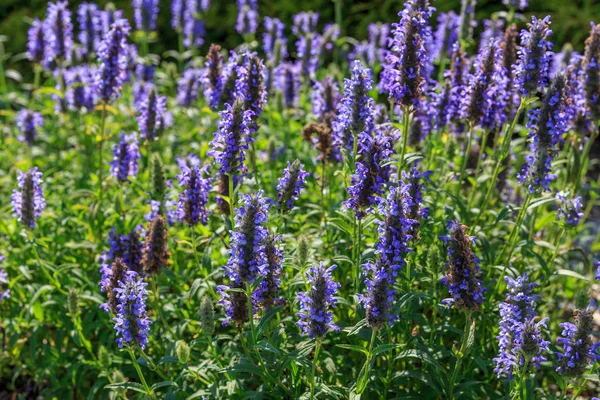 Primer plano de los arbustos de flores violetas en el sol, paisaje de verano, fondo —  Fotos de Stock