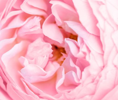 Odaklanmamış gül yaprakları, soyut aşk geçmişi, pastel ve yumuşak çiçek kartı.