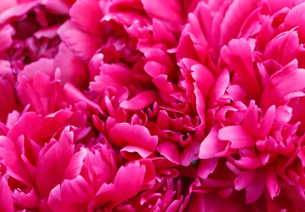 Unfocused blur peony petals, abstract romance background, pastel and soft flower card