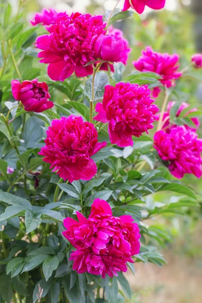 Cabeza de flor de peonía Magenta en jardín con verde — Foto de Stock