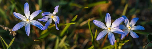 Spring background with Closeup of some Glory-of-the-snow flowers Chionodoxa luciliae in early spring — Stock Photo, Image