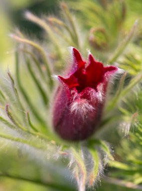 Pulsatilla pratensis. Burgundy Çiçek tomurcuk yakın çekim. Doğu pasqueflower
