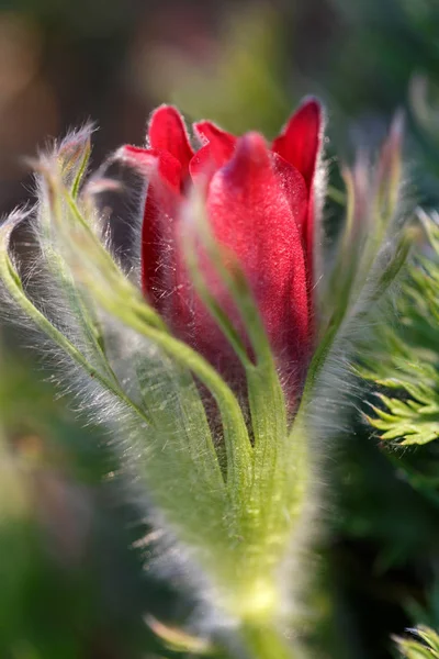 Pulsatilla pratensis. Burgundy Flower bud close-up. Eastern pasqueflower — Stock Photo, Image