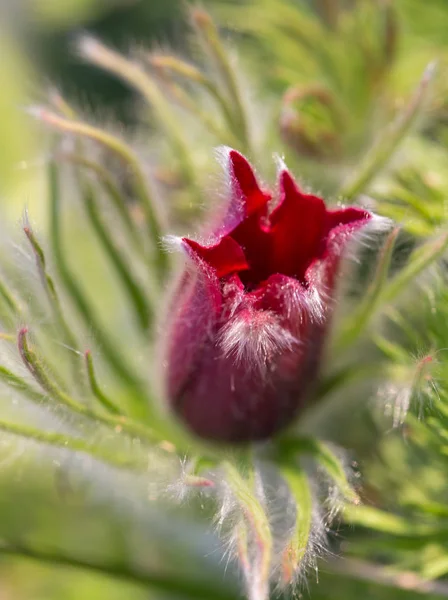 Пульсация. Бургундский цветок крупным планом. Восточный паскфлоуэр — стоковое фото
