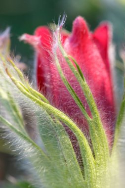 Pulsatilla pratensis. Burgundy Çiçek tomurcuk yakın çekim. Doğu pasqueflower