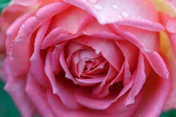 Blühende gelbe Rose im Garten an einem sonnigen Tag. — Stockfoto