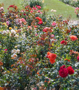 Bahçede bir yatakta çok renkli güller, keyifli bir çiçek.