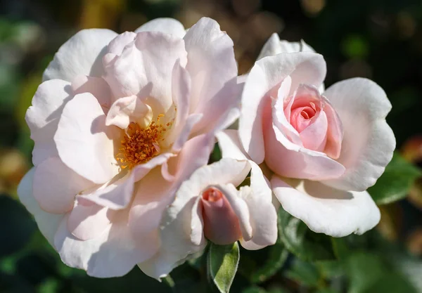 Miękkie różowe kwiaty Róża floribunda Róża niech nie będzie miłość floribunda Róża niech będzie miłość — Zdjęcie stockowe